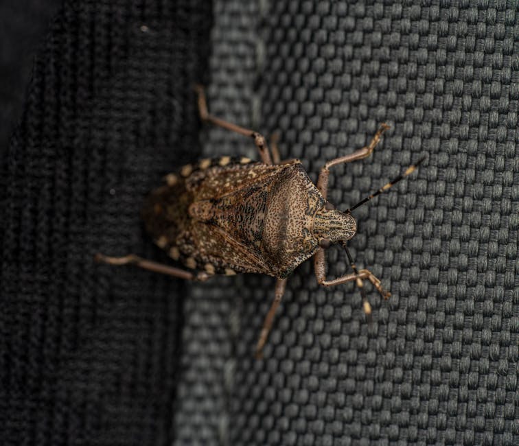 Bedbug Extermination