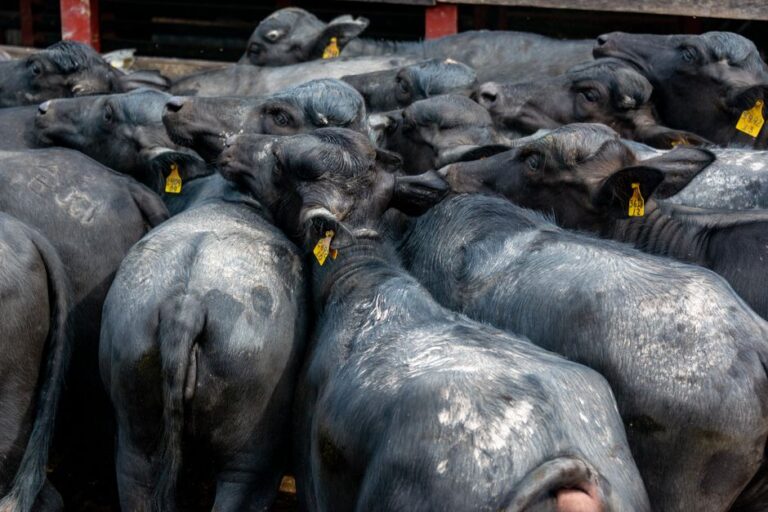 supplier of livestock feed