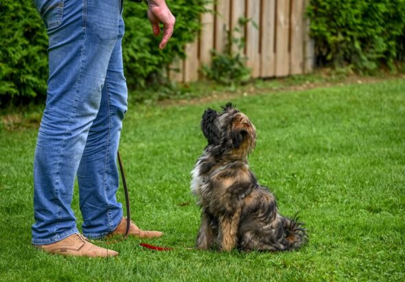 犬のしつけ教室
