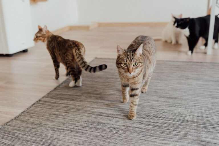 pet boarding facility