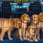 criador cachorros cerca