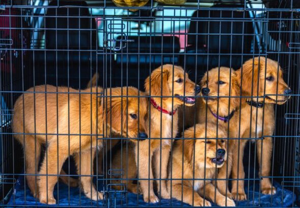 criador cachorros cerca