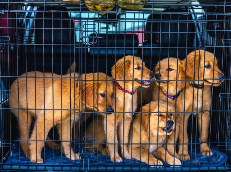 criador cachorros cerca